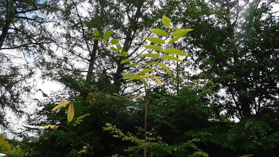 Бересклет малоцветковый Euonymus pauciflora