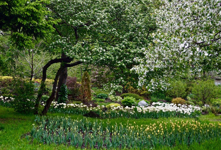 Рододендрон Даурский Дальневосточный