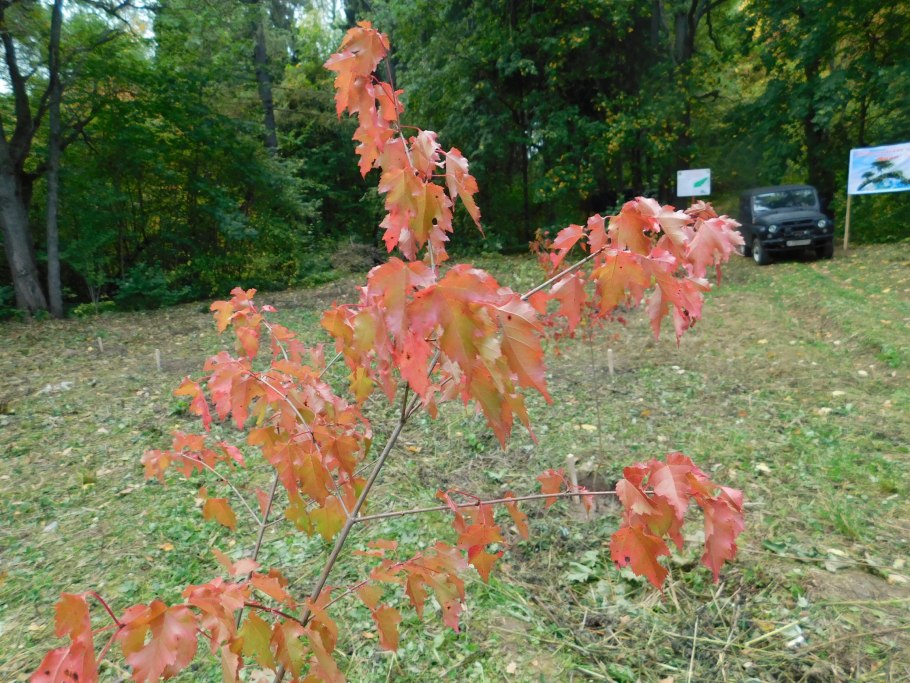 Рододендрон Даурский багульник Дальневосточный