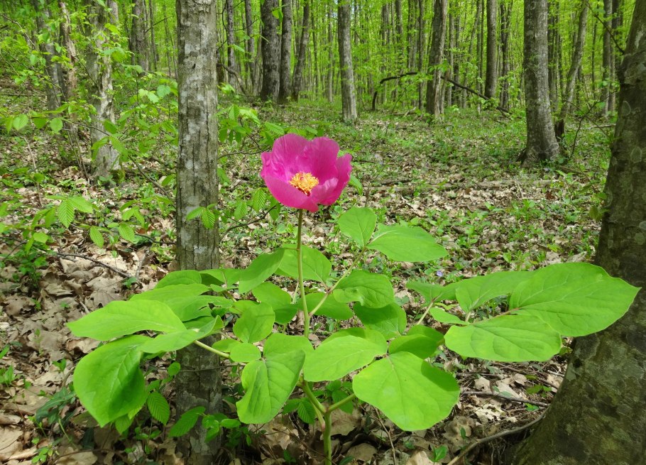 Амурский Дендрарий Амурск