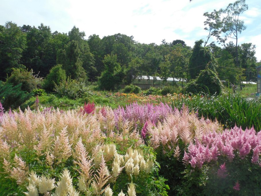 Дендрарий Сочи цветы