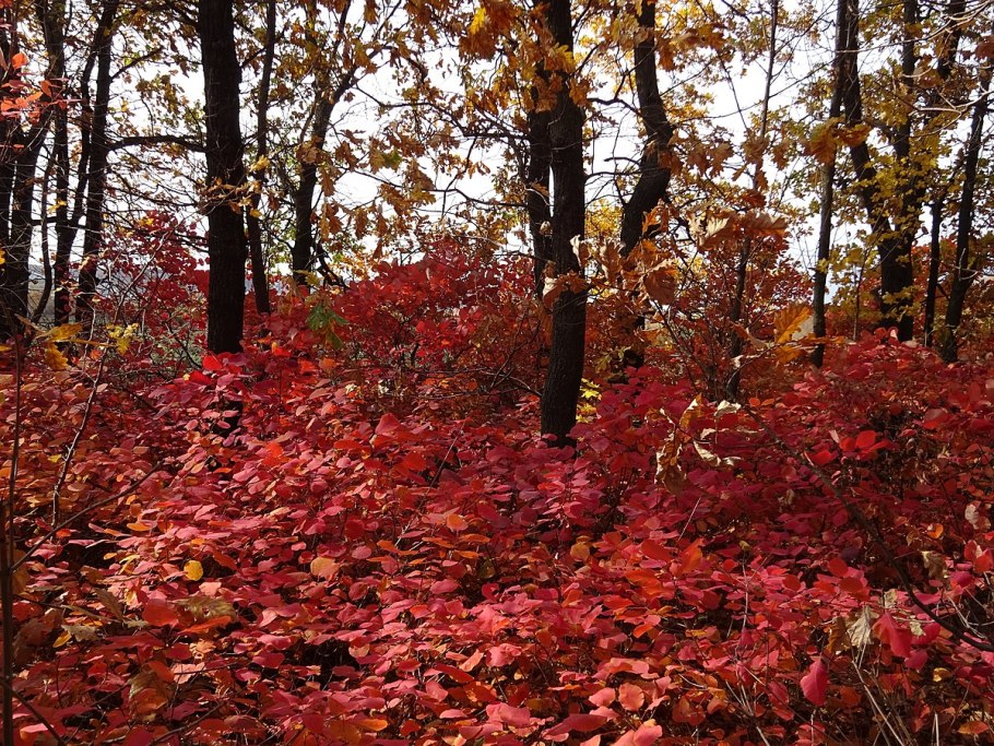 Арборетум Нормандия