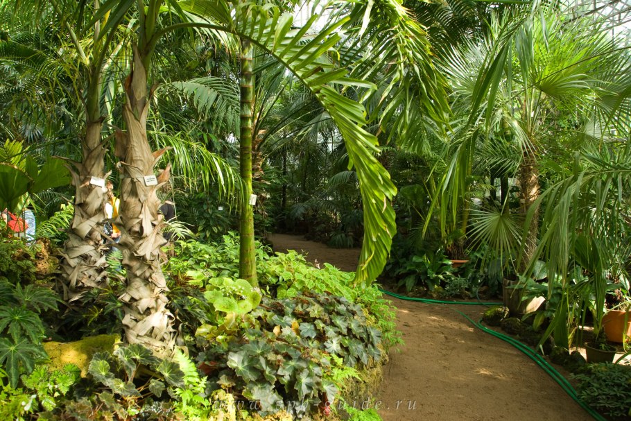 Клен Гиннала 200-300, , шт