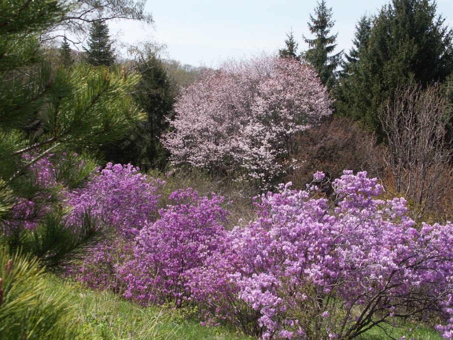 Владивосток, Ботанический сад-институт