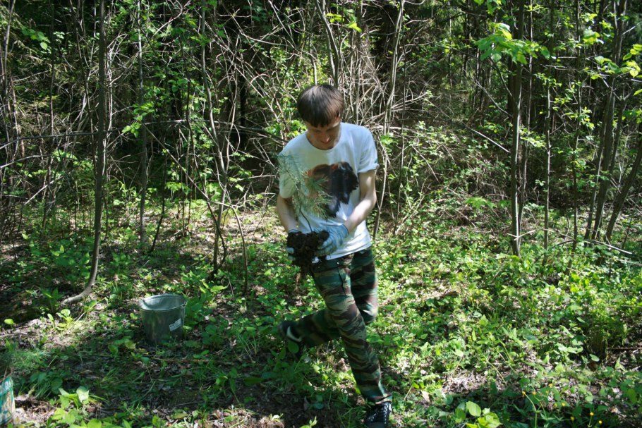 Дерен морщинистый (Cornus rugosa lam.)