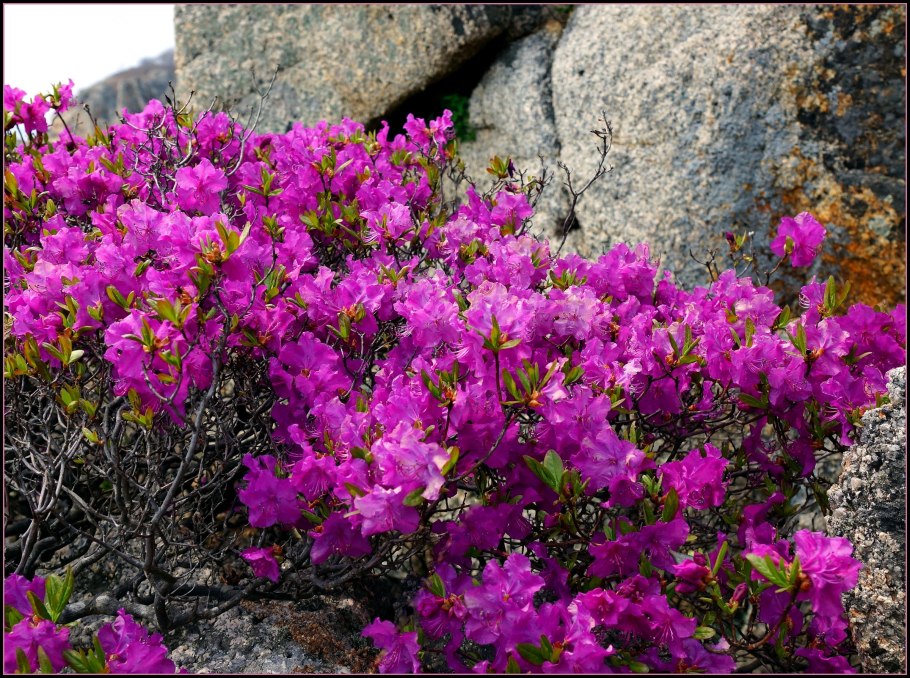 Дендрарий Ботанический сад