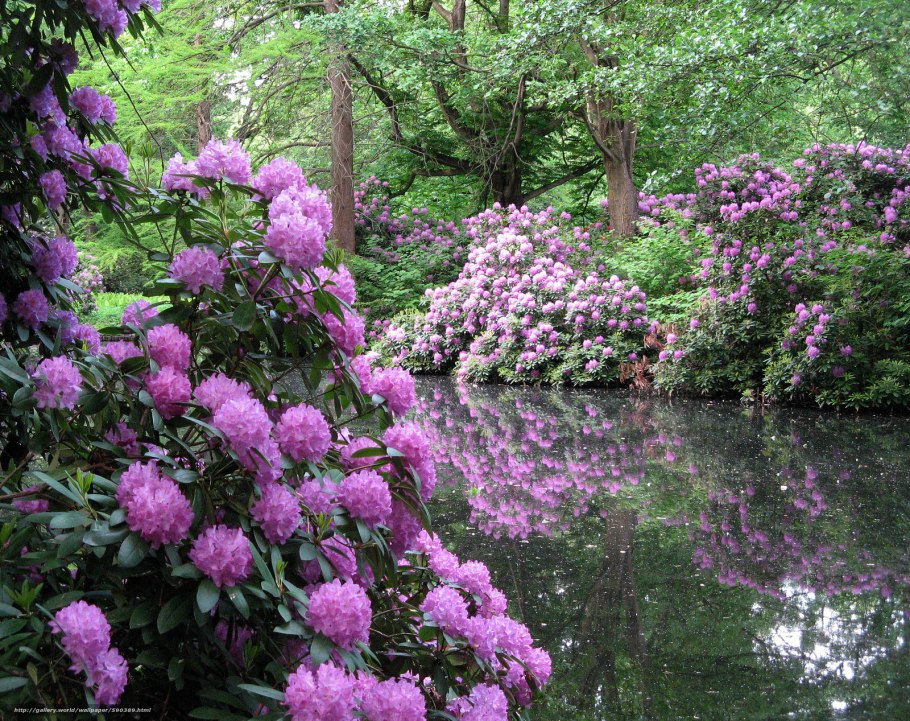 Дриада друммонда