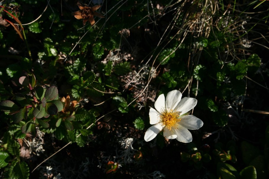 Мустила Арборетум Финляндия