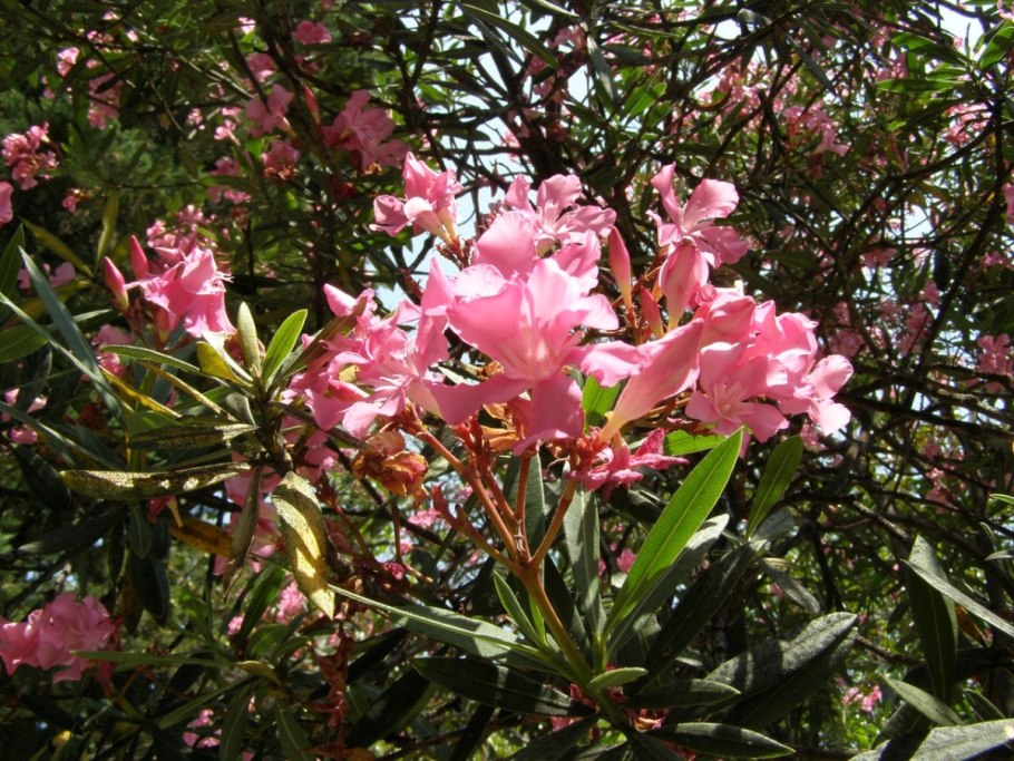 Амурский Дендрарий