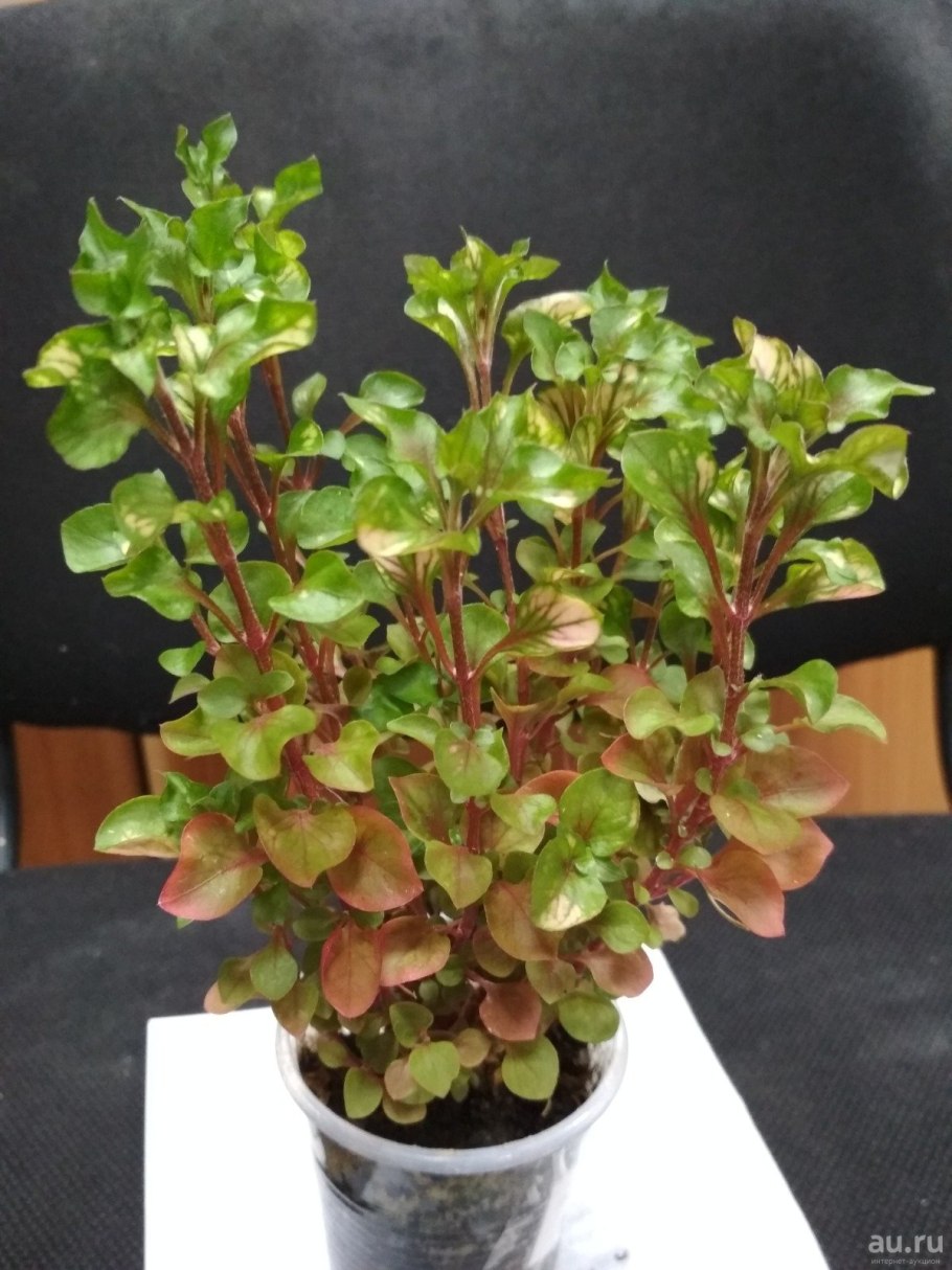 Альтернантера Бетзика