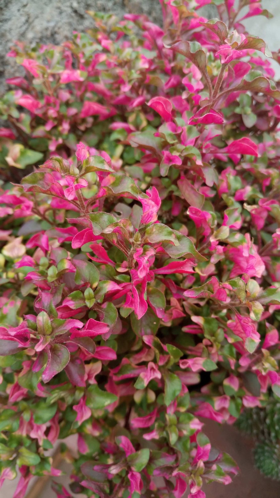 Alternanthera bettzickiana