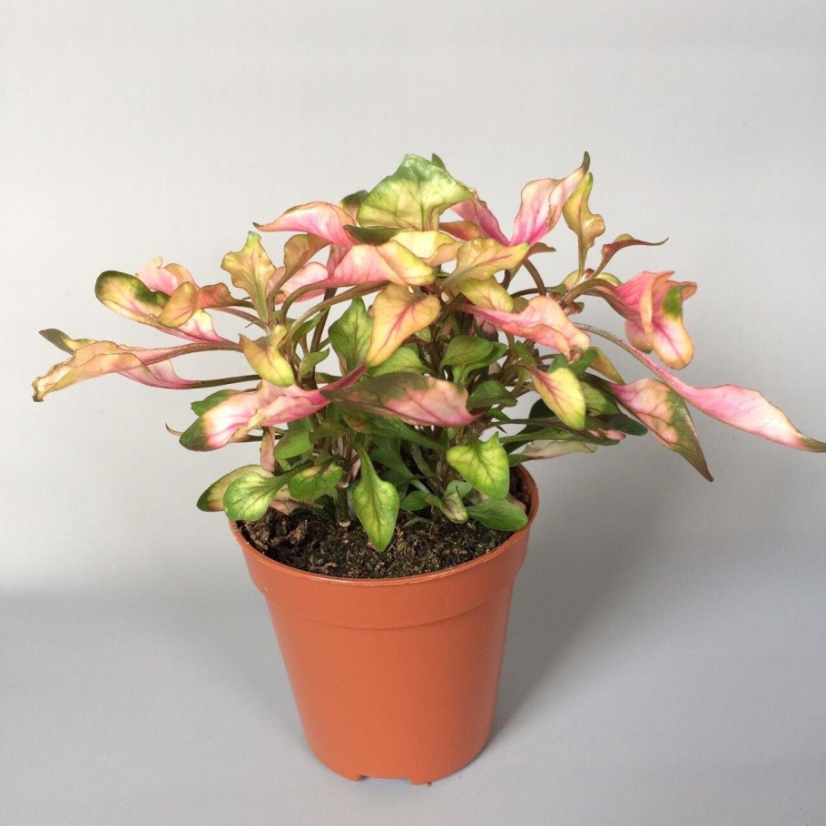 Альтернантера Сесилия