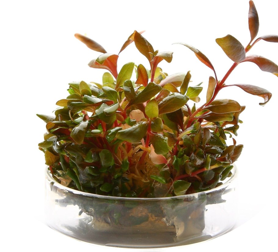 Альтернантера Рейнека Оципус / Alternanthera reineckii Ocipus