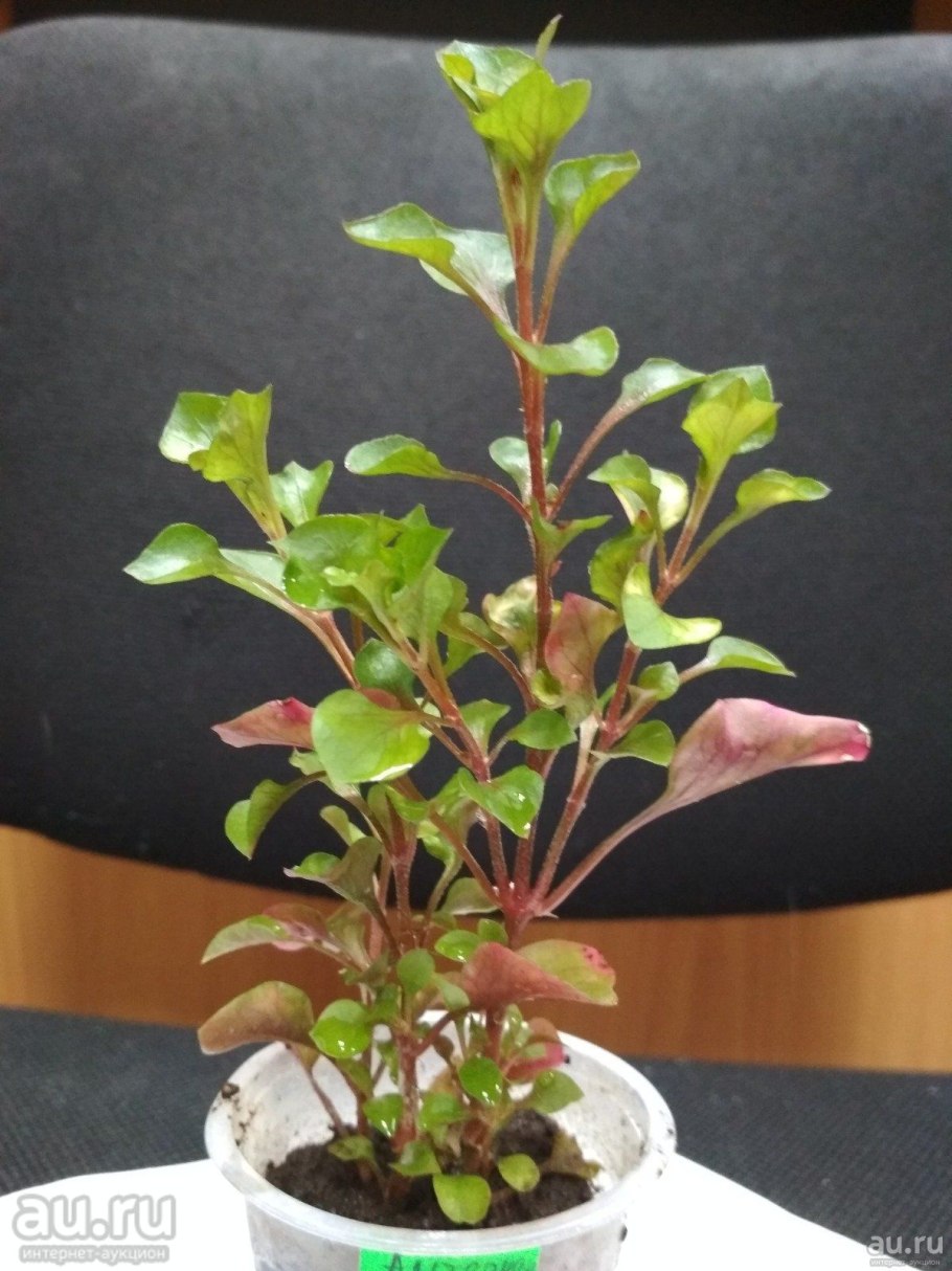 Альтернантера Бетцика