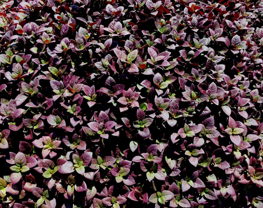 Альтернантера Сесилия