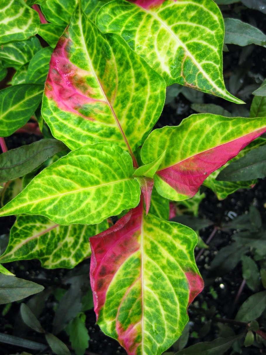 Пеперомия Альтернатера