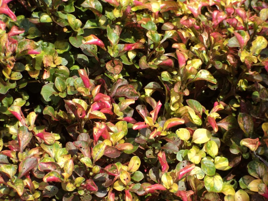 Альтернантера Беттцика