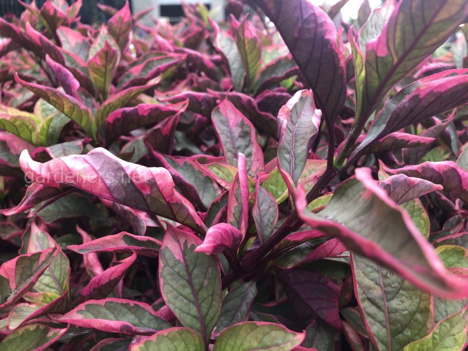 Alternanthera Amoena