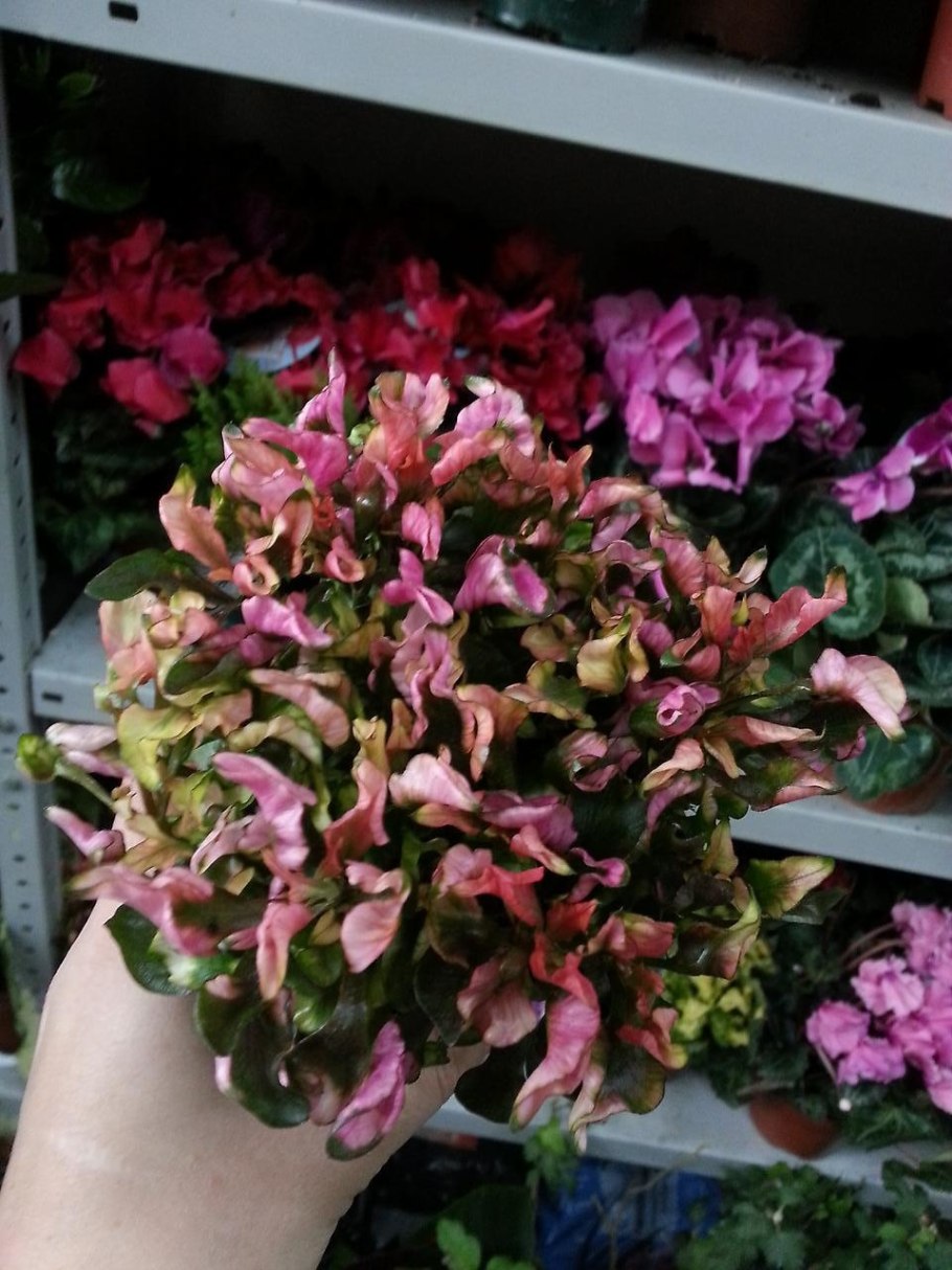 Альтернантера бургунди