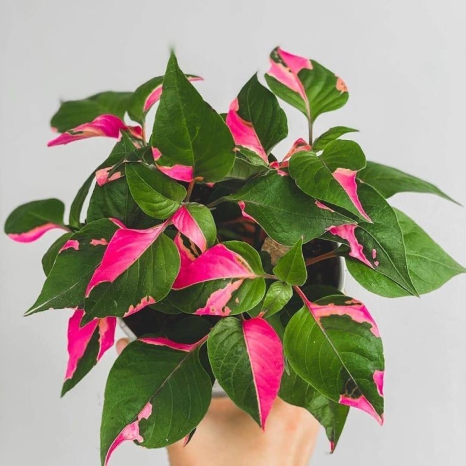 Альтенантеры рейнеки мини