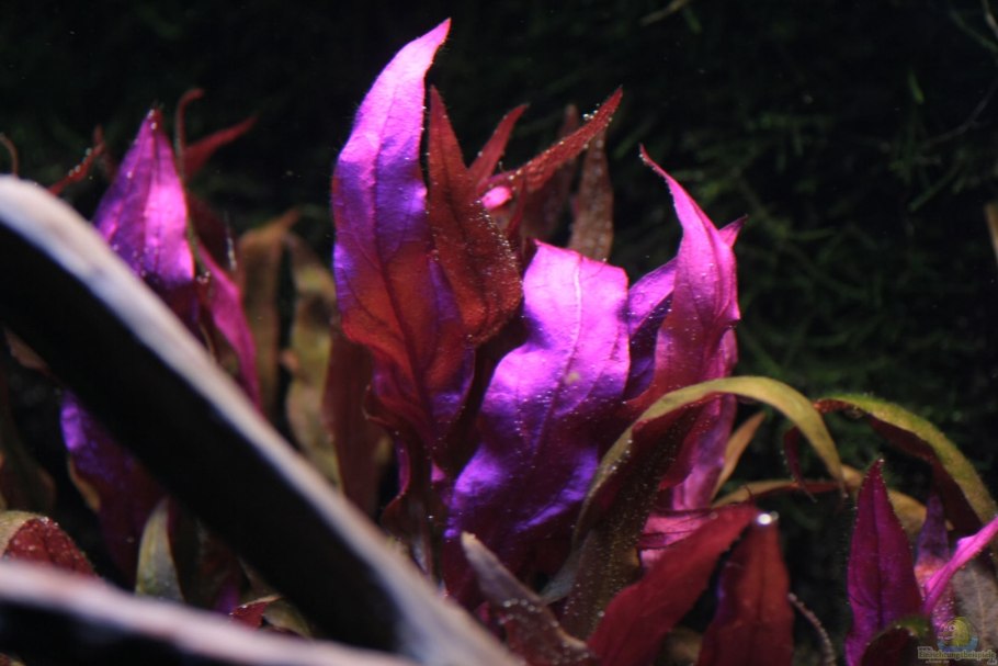 Альтернантера бетзикиана красная