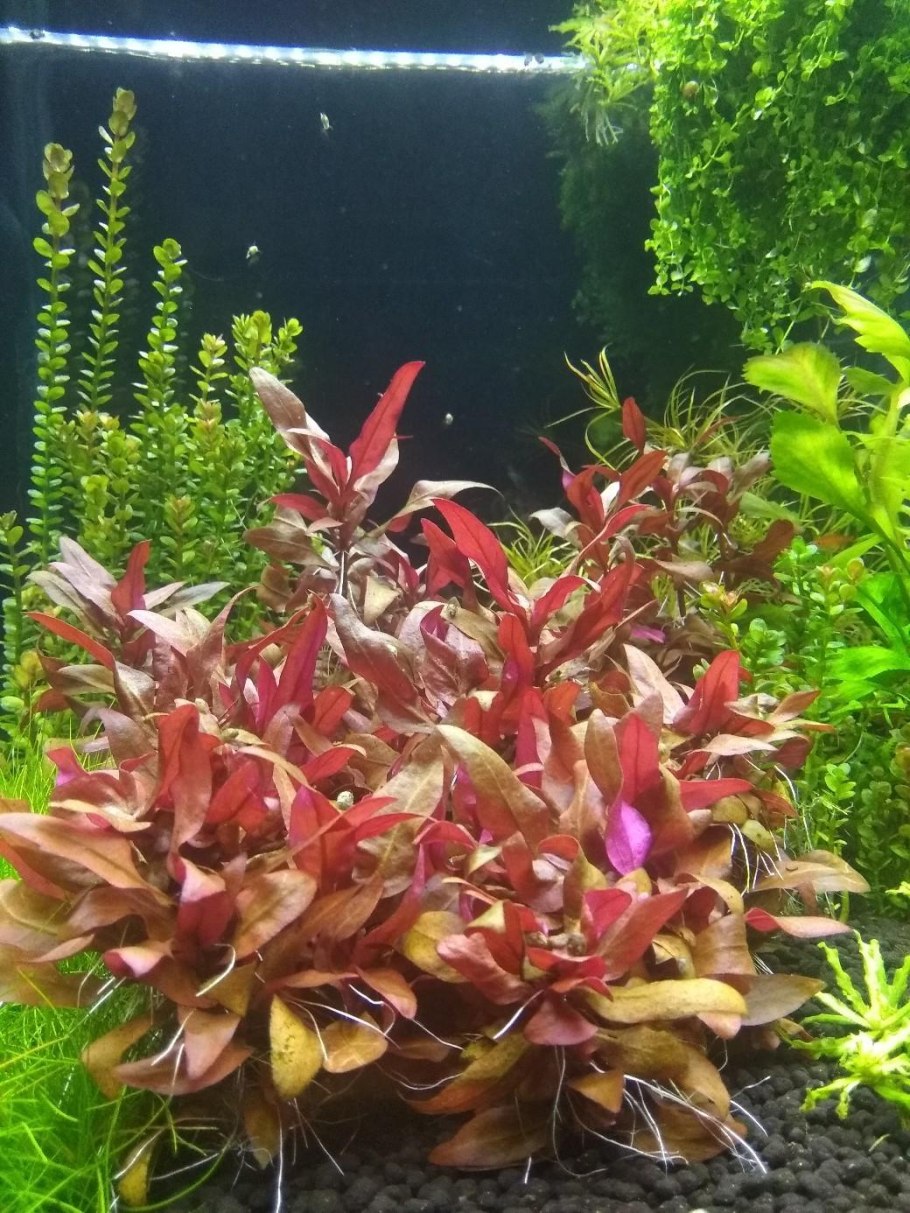 Альтернантера бетзикиана красная