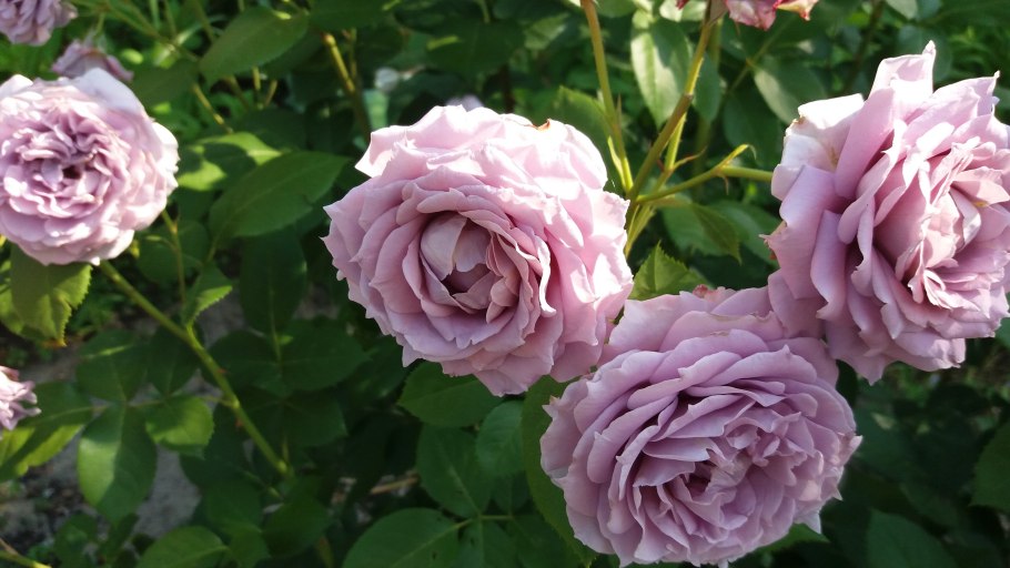 Роза Кордес флорибунда Новалис