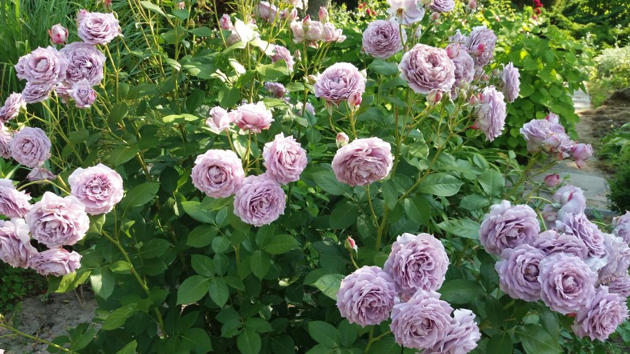 Роза Новалис фото