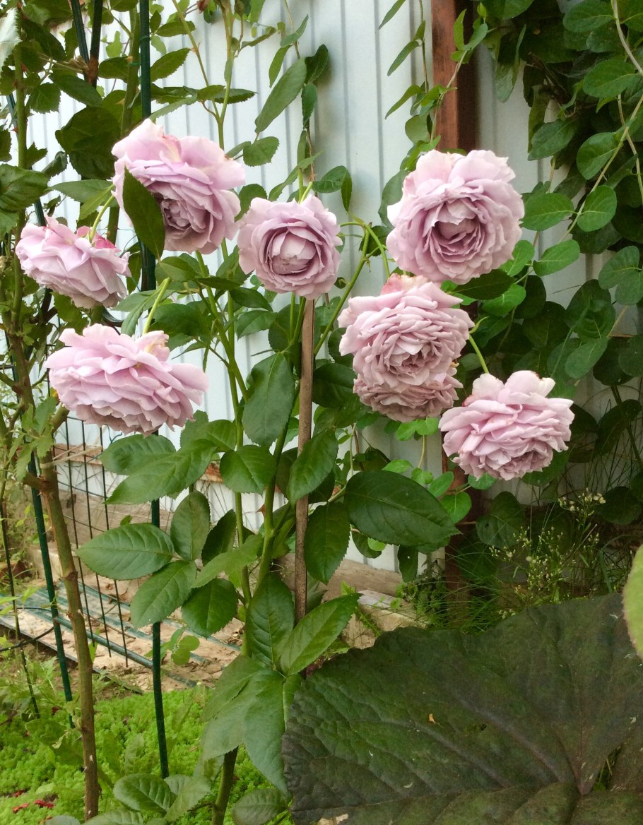 Новалис Novalis роза