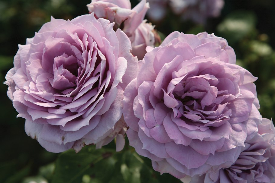 Роза Кордес флорибунда Новалис