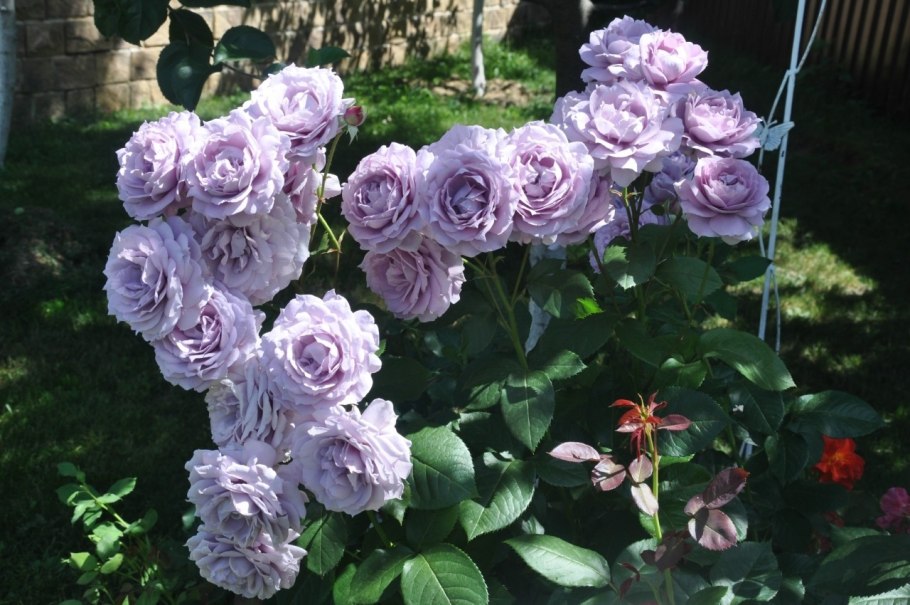 Роза Новалис компаньоны