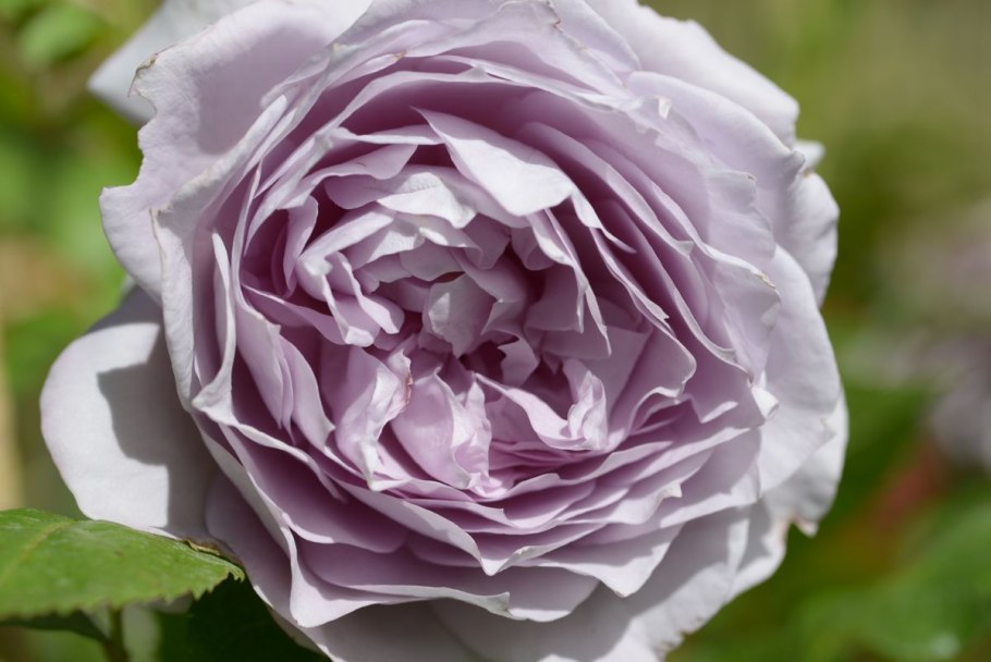 Тоскана Новалис роза