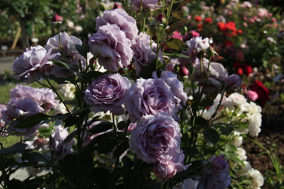 Роза Новалис компаньоны