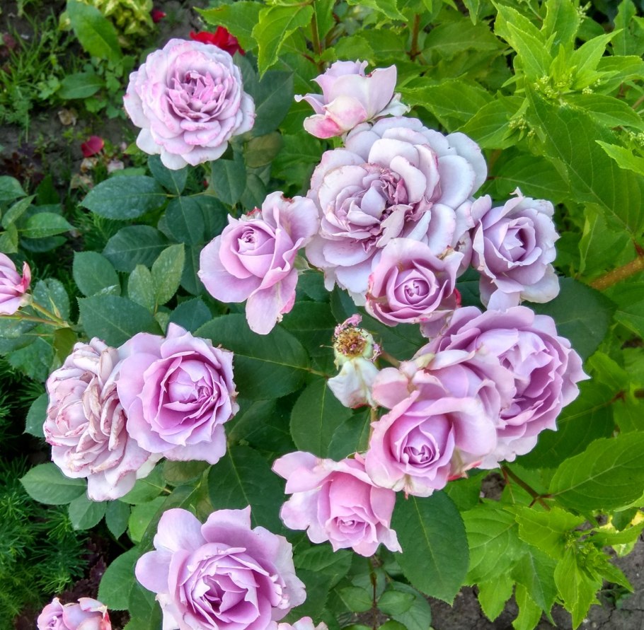 Роза Новалис, Кордес