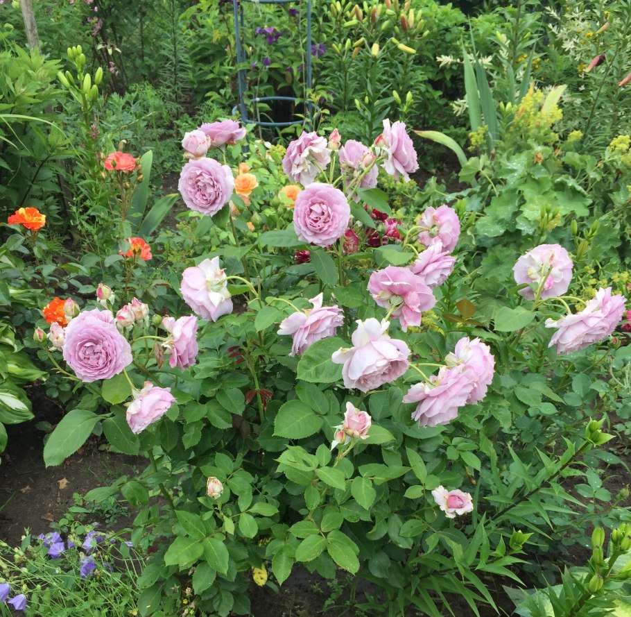 Флорибунда Новалис