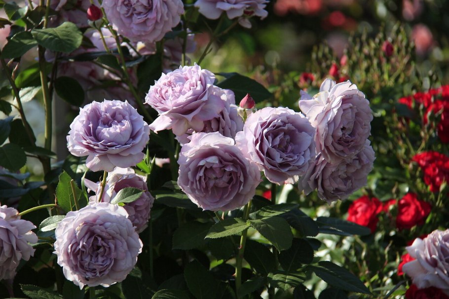 Роза Кордес флорибунда Новалис