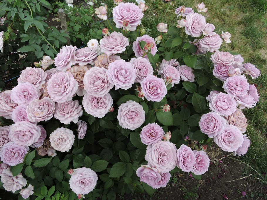 Novalis роза в горшке