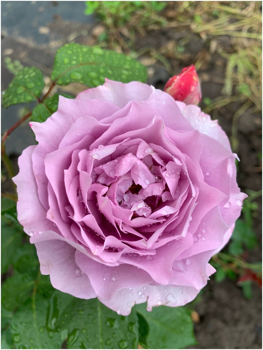 Флорибунда лав Сонг