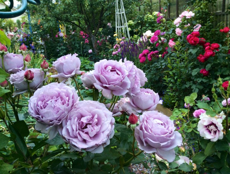 Роза сорт Новалис