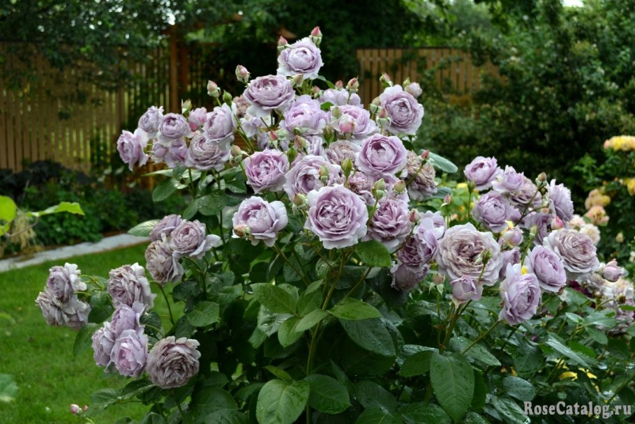 Rosa Novalis зимостойкость