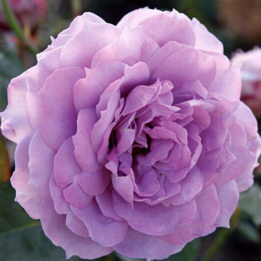 Роза сиреневая Новалис размер