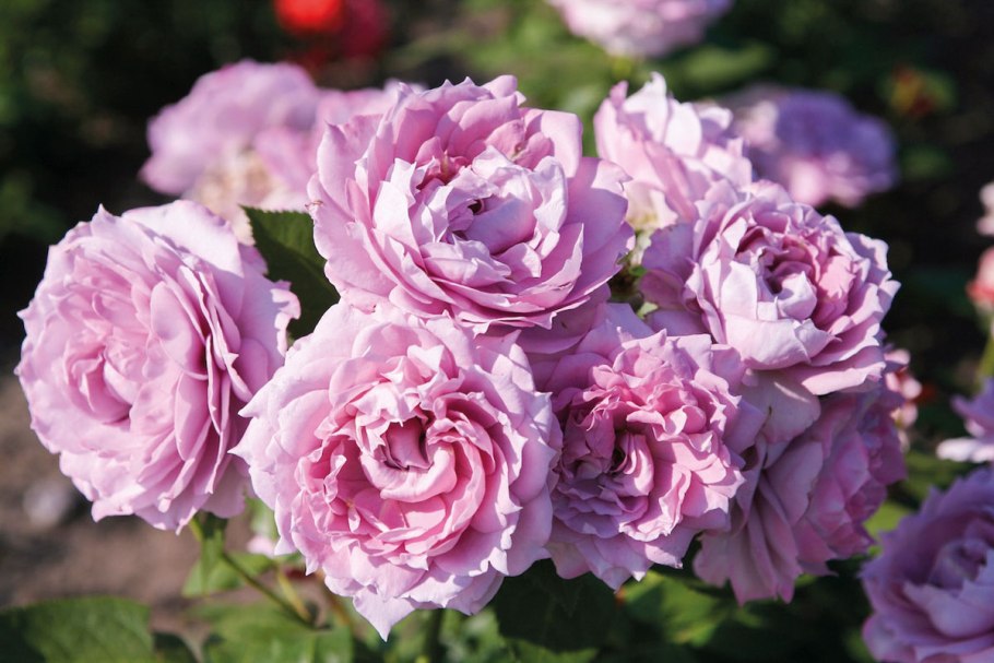 Роза сорт Новалис