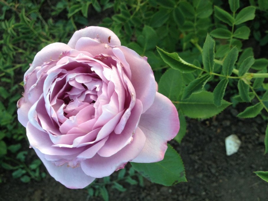 Плетистая роза Новалис