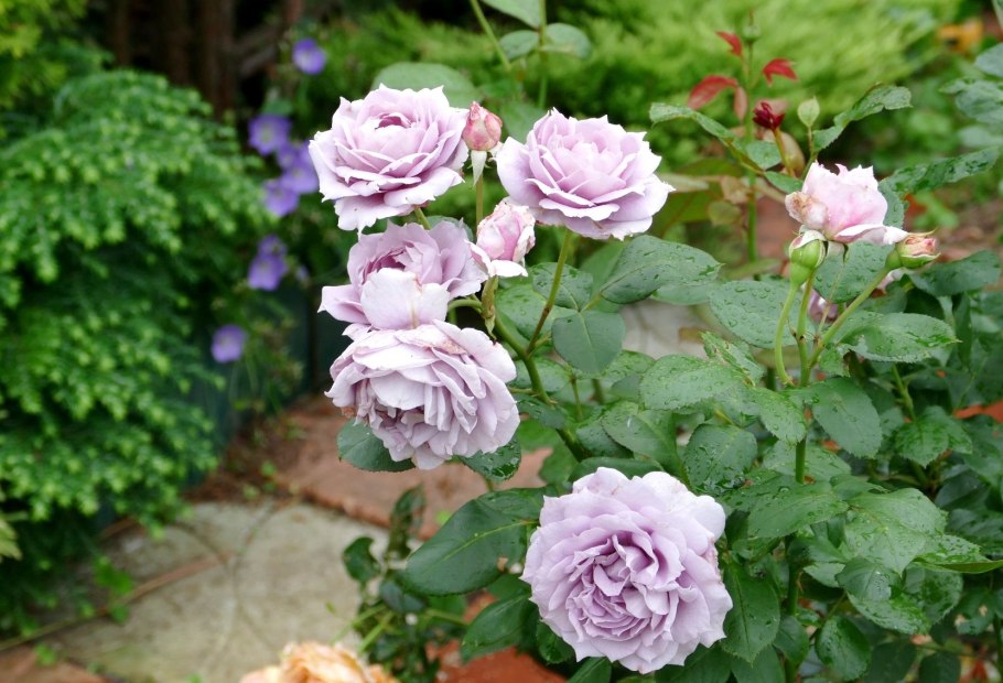 Новалис Novalis роза