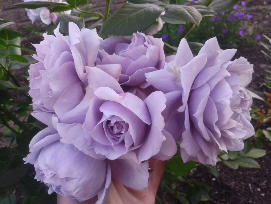 Роза Новалис, Кордес