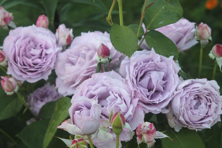 Роза флорибунда Новалис