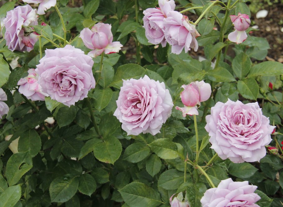 Новалис голубой роза