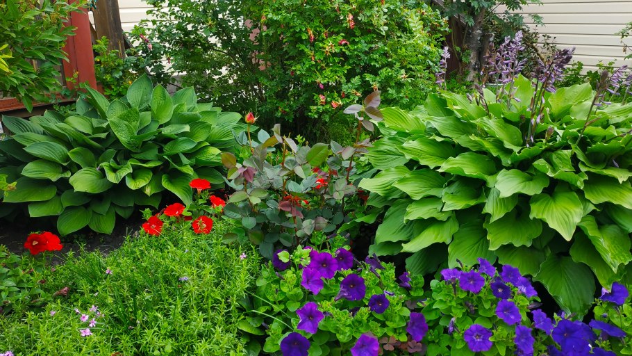 Миксбордер лилейник гортензия и Хоста