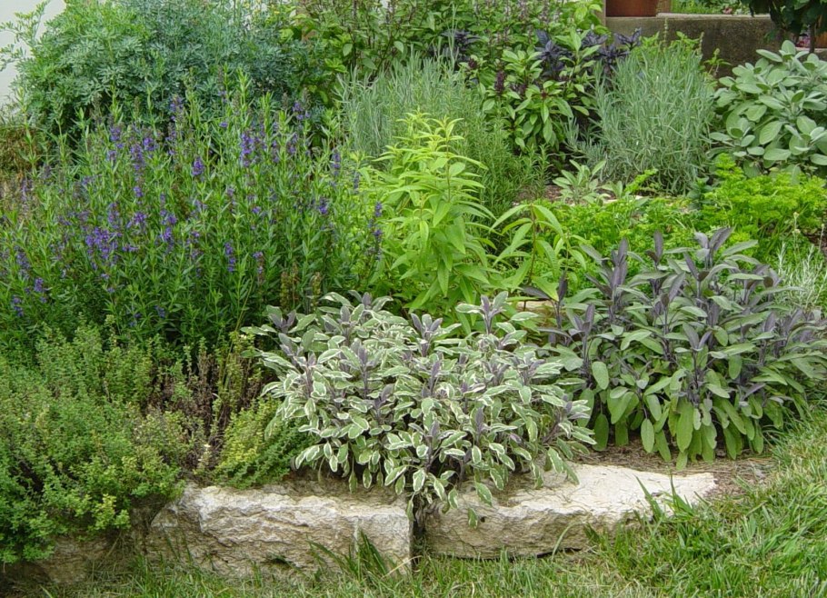 Мелисса, мята, иссоп на клумбе