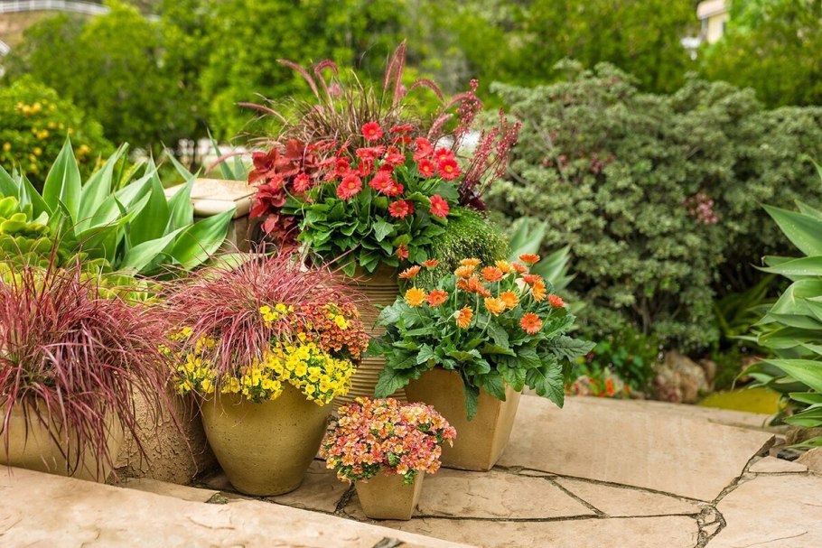 Контейнерное цветоводство лилии